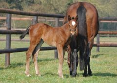 Geraldine mit Mama Golden Whip. Foto: www.stauffenberg.com