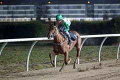 Golden Boy kommt ohne Probleme zu seinem ersten Erfolg. Foto: Dr. Jens Fuchs