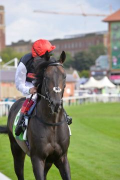 Golden Horn mit Frankie Dettori vor den Juddmonte International, Gr. I, wo er erstmalig geschlagen wurde und auf dem 2. Platz landete. Foto: John James Clark