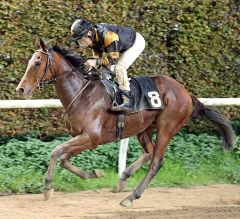 Highly Favoured gewinnt am 24.10.2017 in Neuss - Foto: Dr. Jens Fuchs