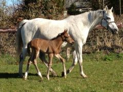 Mutter Pivoline mit ihrem Hengstfohlen von Soldier of Fortune 2014. Foto: privat