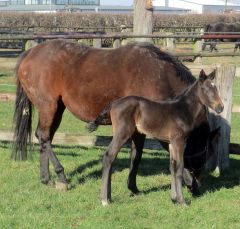 Stutfohlen 2018 v. Nutan - Invincible Flash - Foto: privat