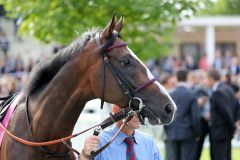 Der Adlerflug-Sohn Ito gibt auf der Rennbahn in Chantilly eine gute Vorstellung als Zweiter im Prix Foy, Gr. II.  Foto: Dr. Jens Fuchs