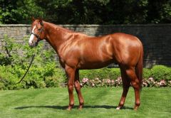 Justify hatte mit seinen Zweijährigen ein großes Wochenende. Foto: Coolmore