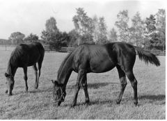 Windstille mit Windrose (v. Neckar) im Gestüt Ravensberg. Foto: Archiv Gestüt Ravensberg