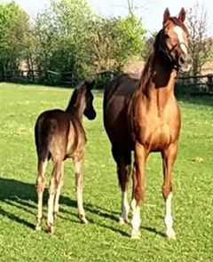 Stutfohlen 2018 v. Pomellato - Kaiserwiese v. Sholokhov - Foto: privat