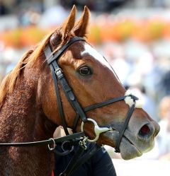 Kildera gewinnt am 3.9.2017 in Baden-Baden - Foto: Dr. Jens Fuchs