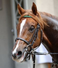 Kronprinz nach seinem Sieg im Dr.Busch-Memorial am 22.4.2018 in Krefeld - Foto: Dr. Jens Fuchs