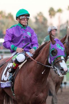 Dreijährig schon viermaliger Gr. I-Sieger: California Chrome mit Victor Espinoza. www.galoppfoto.de (Archiv) - Sandra Scherning