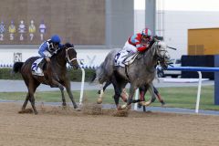 Der Schimmel Lani überrascht im UAE Derby für Japan gegen die heiße Favoritin Polar River (li.). www.galoppfoto.de