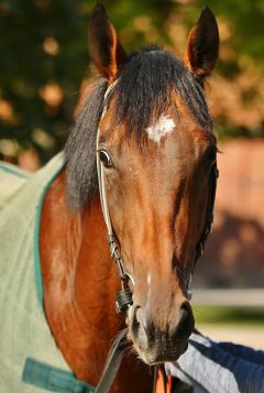 Lascalo August 2019  Foto: www.woehler-bildergalerie.de