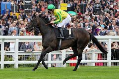 Libranno mit Pat Cosgrove beim Aufgalopp in Royal Ascot. www.galoppfoto.de - Frank Sorge