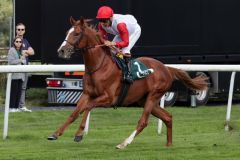 Offensichtlich ein Hengst für bessere Aufgaben: Lifetimes gewinnt im Handgalopp. www.galoppfoto.de - Stephanie Gruttmann