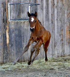 Hengstfohlen 2022 v. Earl of Tinsdal - Lili Moon v. Desert Prince  - Foto: privat