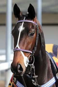 Lionheart im Portrait. ©galoppfoto - Stephanie Gruttmann