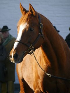 Lord of England präsentiert sich beim Züchtertreff in Röttgen 2015. Foto: Karina Strübbe