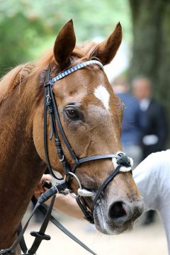 Love Supreme nach igrem Sieg am 27.5.2018 in Düsseldorf - Foto: Dr. Jens Fuchs