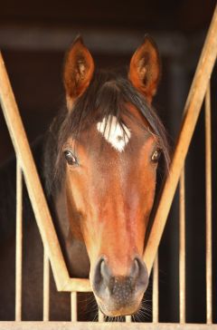 Lovelle Dezember 2019  Foto: www.rennstall-woehler.de