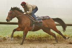 Majestic Colt mit Jozef Bojko