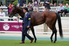 Der japanische Derbysieger Makahiki (Deep Impact) zog nach dem Erfolg im Prix Niel, Gr. II, großes Medieninteresse auf sich. Foto: Dr. Jens Fuchs