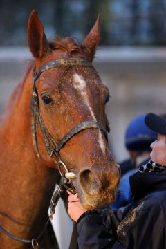 Manchurian am 25.02.2016 in Neuss (Foto: Dr. Jens Fuchs)