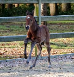 Hengstfohlen 2024 v. Torquator Tasso - Marshmallow v. Soldier Hollow - Foto: privat