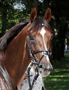 Matchwinner im Portrait am 3.6.2018 in Baden-Baden - Foto: Dr. Jens Fuchs