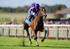 Merrily gewinnt in Newmarket als zweite Farbe von Aidan O'Brien. Fpto: courtesy by Coolmore