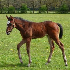 Stutfohlen 2024 v. Waldpfad - Namera v. Areion - Foto: privat