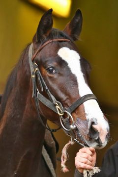 Naseem Al Zain November 2016  Foto: www.Rennstall-Woehler.de