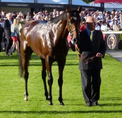 Nathaniel präsentiert sich in Leopardstown. Foto: Heidrun Küster