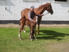 Stutfohlen 2015 v. Camelot a.d. Neele (Foto: Gestüt Römerhof)