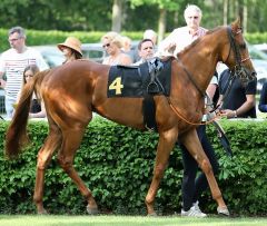 Ninario am 22.4.2018 in Krefeld - Foto: Dr. Jens Fuchs