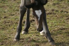 Und das Grasfressen wird auch schon fleissig geübt. Foto: privat