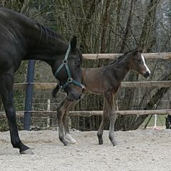 Hengstfohlen 2020 v. Zazou - Lili Moon v. Desert Prince - Foto: privat