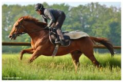 Northern Ruler im Training, Mai 2021. ©www.rennstall-woehler.de - Susanne Wöhler