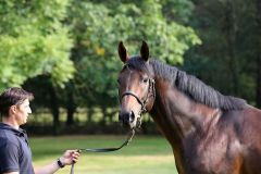 Pastorius präsentiert sich im September 2014 im Gestüt Fährhof. Foto: Dr. Jens Fuchs