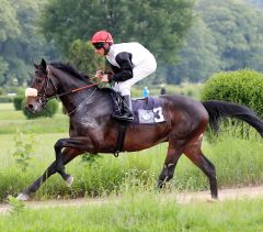 Pegasus am 19.5.2018 in Düsseldorf - Foto: Dr. Jens Fuchs