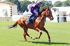 Persian Force, hier in Royal Ascot. www.galoppfoto.de