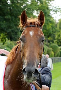 Pirouette gewinnt das Listenrennen am 20.8.2017 in Düsseldorf - Foto: Dr. Jens Fuchs