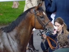 Prohibit nach seinem Sieg im Qatar Prix du Petit Couvert 2011. Foto Heidrun Küster