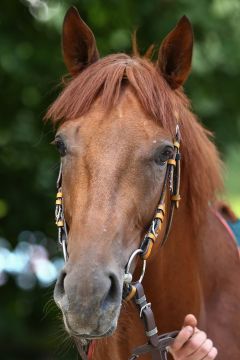 Queen's Man Juli 2017  Foto: www.Rennstall-Woehler.de