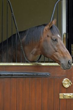 Wechselt nach Frankreich: Rail Link im Mai 2014 in Newmarket. www.galoppfoto.de - John James Clark