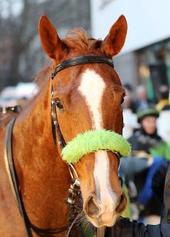 Rashiba gewinnt am 13.03.2018 in Neuss - Foto. Dr. Jens Fuchs