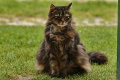 Maxi, des Trainer's Katze