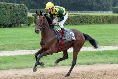 Sansiwa mit Fabrice Veron beim Aufgalopp in Köln. www.galoppfoto.de - Sandra Scherning