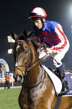 Royal Diamond (King's Best) mit Johnny Murtagh 2013 in Meydan beim Aufgalopp. www.galoppfoto.de - Frank Sorge