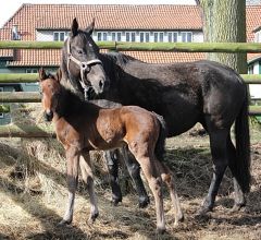 Hengstfohlen 2018  v. Reliable Man - Shahnaz v. Lateral - Foto: privat