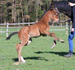 Stutfohlen 2023 v. Japan - Shy Fairy v. Desert Prince - Foto: privat