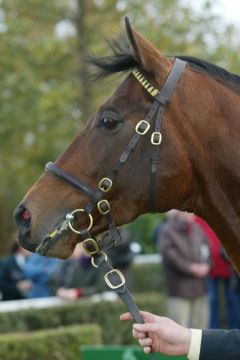 Silvano wird präsentiert. Foto www.galoppfoto.de